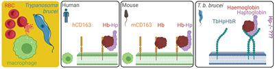 Haptoglobin is dispensable for haemoglobin uptake by Trypanosoma brucei